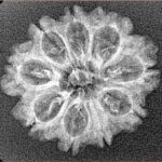 9 Mukhi Rudraksha 24mm 1.98gm - Xray