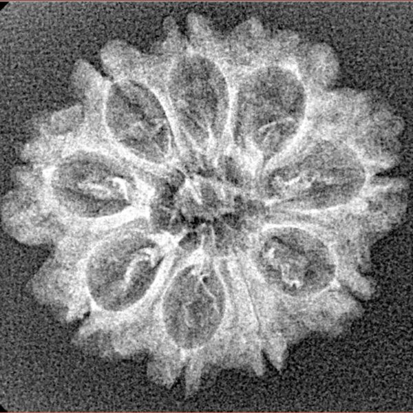 9 Mukhi Rudraksha 24mm 1.98gm - Xray