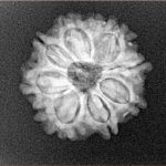 8 Mukhi Rudraksha 20.6mm 2.8gm - Xray