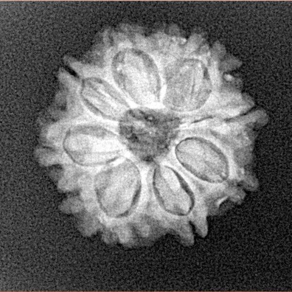 8 Mukhi Rudraksha 20.6mm 2.8gm - Xray
