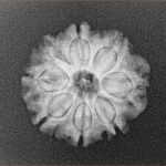 8 Mukhi Rudraksha 19.3mm 2.43gm - Xray