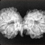 8 Mukhi G.S & Ganesh 32.1mm 4.67gm - Xray