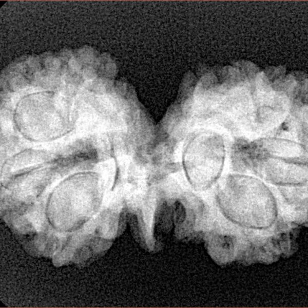 8 Mukhi G.S & Ganesh 32.1mm 4.67gm - Xray