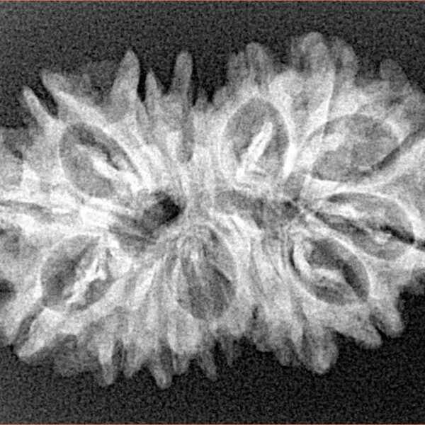 15 MK Gaurishankar 29.8mm 4.09gm - Xray