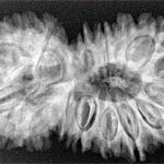 18 MK Gaurishankar 38.4mm 7gm - Xray