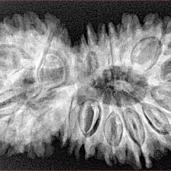 18 MK Gaurishankar 38.4mm 7gm - Xray