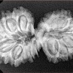 15 MK Gaurishankar 34.8mm 5.25gm - Xray