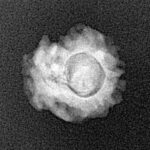 1 Mukhi Rudraksha 16.4mm 1.16gm - Xray
