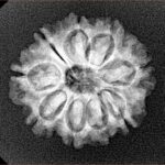 9 Mukhi Rudraksha 22.6mm 3gm - Xray