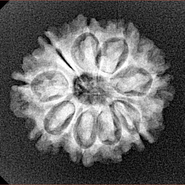 9 Mukhi Rudraksha 22.6mm 3gm - Xray