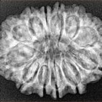 12 Mukhi Rudraksha 28.6mm 4.74gm - Xray