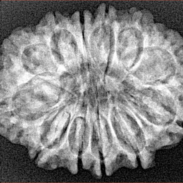 12 Mukhi Rudraksha 28.6mm 4.74gm - Xray