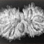 16 MK Gaurishankar 31.4mm 4.45gm - Xray