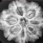 7 Mukhi Rudraksha 28.3mm 7gm - Origin: Nepal - Xray