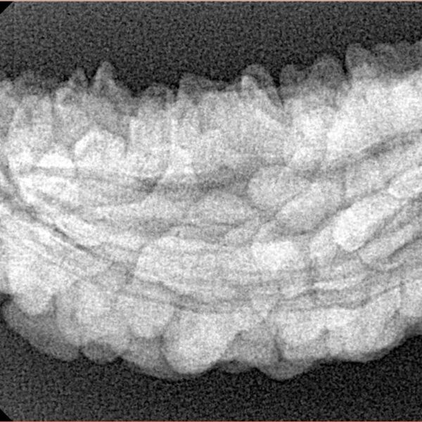 1 Mukhi Rudraksha 42.7mm 6.15gm - Xray