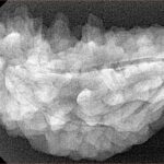 1 Mukhi Rudraksha 38mm 5.59gm - Xray