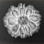 9 Mukhi Rudraksha 22.7mm 2.93gm - Xray