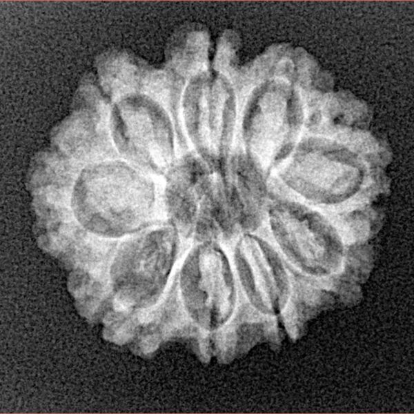 9 Mukhi Rudraksha 22.7mm 2.93gm - Xray