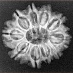 10 Mukhi Rudraksha 24.1mm 3.32gm - Xray