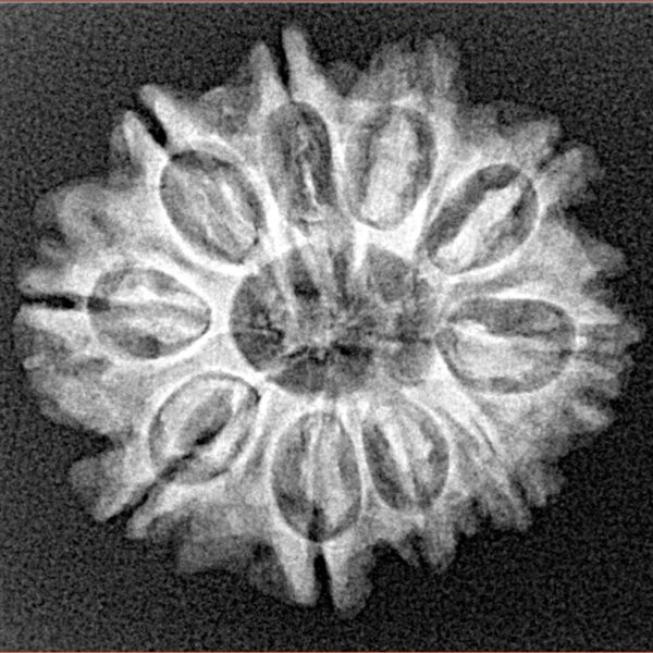10 Mukhi Rudraksha 24.1mm 3.32gm - Xray