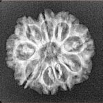 9 Mukhi Rudraksha 22.1mm 2.59gm - Xray