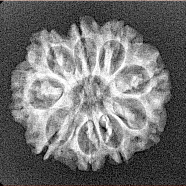 9 Mukhi Rudraksha 22.1mm 2.59gm - Xray