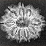 10 Mukhi Rudraksha 25.1mm 3.44gm - Xray
