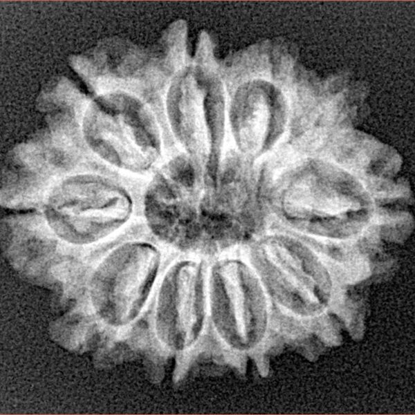 10 Mukhi Rudraksha 25.1mm 3.44gm - Xray