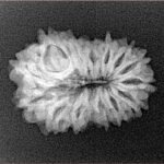 14 Mukhi Rudraksha 22.6mm 2.38gm - Xray
