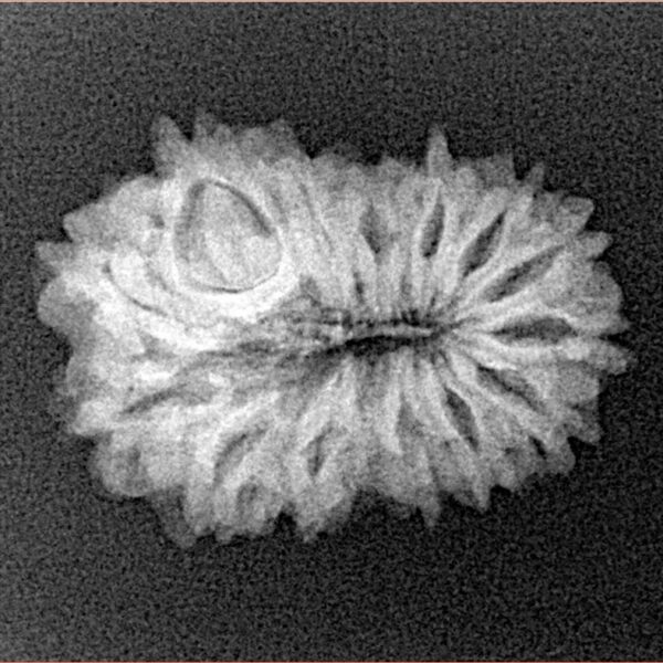 14 Mukhi Rudraksha 22.6mm 2.38gm - Xray