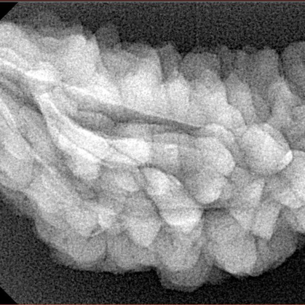 1 Mukhi Rudraksha 40.2mm 6.19gm - Xray