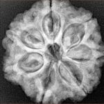7 Mukhi Rudraksha 26mm 5.98gm - Xray