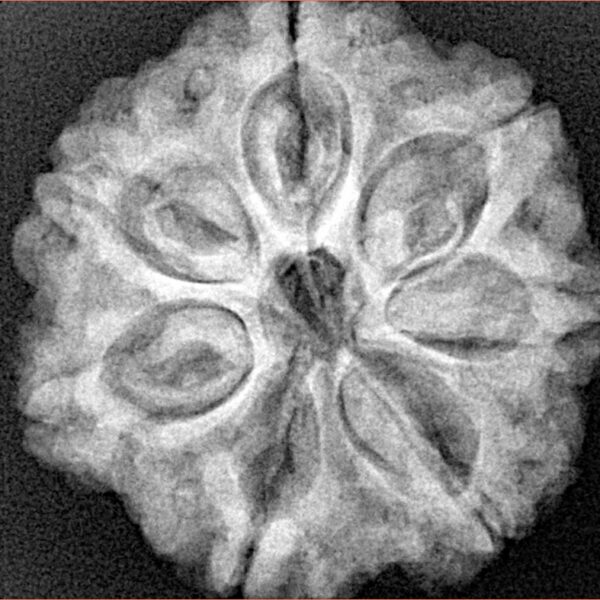 7 Mukhi Rudraksha 26mm 5.98gm - Xray