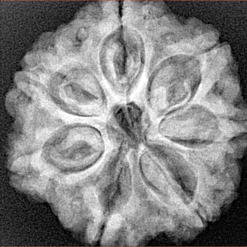 7 Mukhi Rudraksha 26mm 5.98gm - Xray