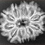 11 Mukhi Rudraksha 27.1mm 3.91gm - Xray