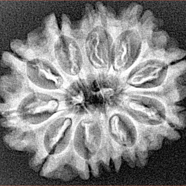 11 Mukhi Rudraksha 27.1mm 3.91gm - Xray