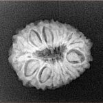 14 Mukhi Rudraksha 21.1mm 2.62gm - Xray