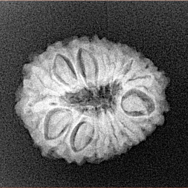 14 Mukhi Rudraksha 21.1mm 2.62gm - Xray