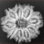 9 Mukhi Rudraksha 24.3mm 3.75gm - Xray