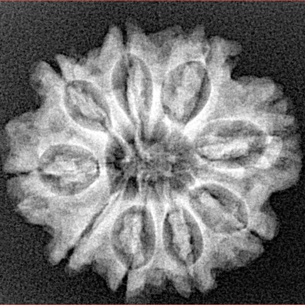 9 Mukhi Rudraksha 24.3mm 3.75gm - Xray