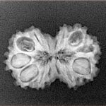 14 Mk Gaurishankar 23.8mm 2.26gm - Xray