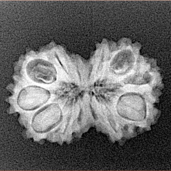 14 Mk Gaurishankar 23.8mm 2.26gm - Xray