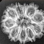 10 Mukhi Rudraksha 24.5mm 3.29gm - Xray