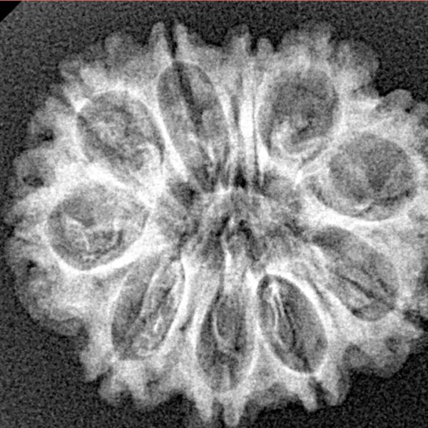 10 Mukhi Rudraksha 24.5mm 3.29gm - Xray
