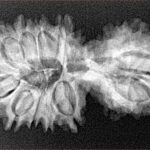 17 MK Gaurishankar 34mm 4.38gm - Xray