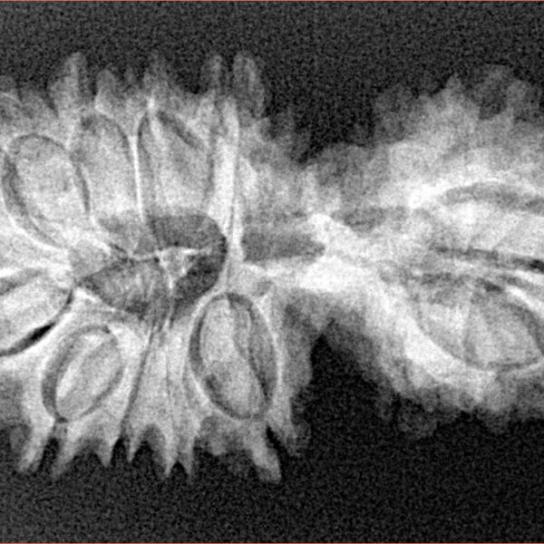 17 MK Gaurishankar 34mm 4.38gm - Xray