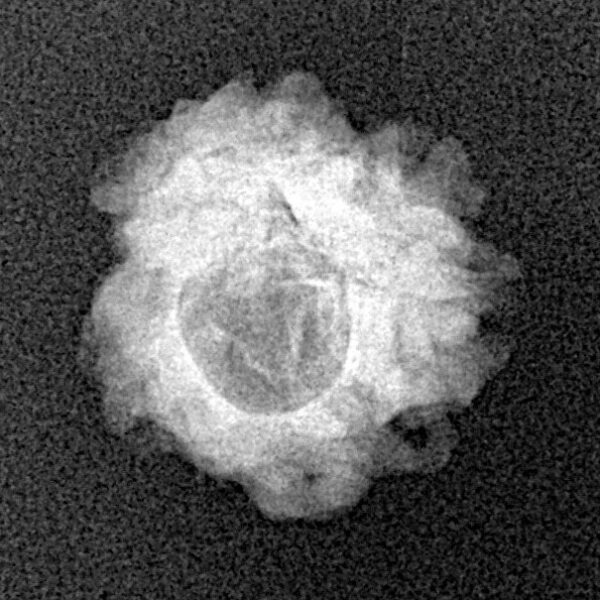 1 Mukhi Rudraksha 17.9mm 1.48gm - Xray