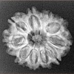 10 Mukhi Rudraksha 23.7mm 3.18gm - Xray