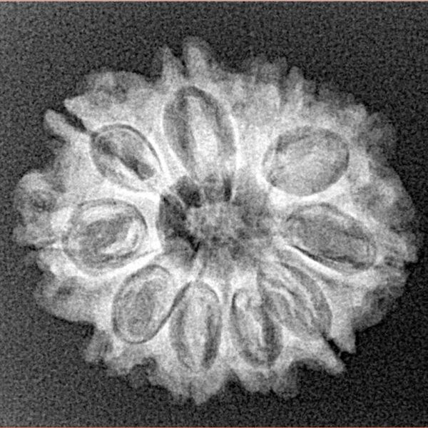10 Mukhi Rudraksha 23.7mm 3.18gm - Xray