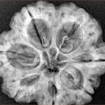 7 Mukhi Rudraksha 28.5mm 6.84gm - Xray